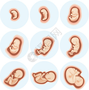 一套胚胎发育图片