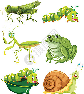 不同类型的绿色科罗拉多昆虫图片