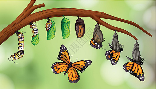 科学蝴蝶生命周期自然高清图片素材