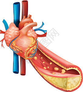 显示人的心脏和脂肪静脉的图图片