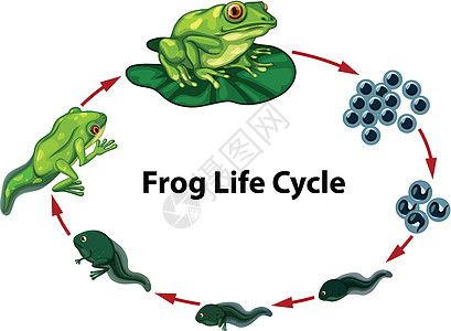 蝌蚪青蛙生命周期图设计图片