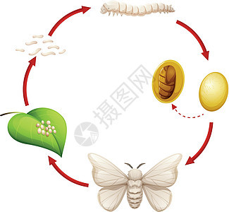 蚕的生命周期生物学高清图片素材