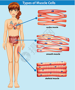 人体肌肉解剖学图片