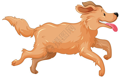 正在运行的金色寻金犬异国哺乳动物剪裁夹子生物跑步插图宠物犬类小狗图片