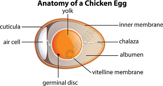 鸡的解剖结构 例如图片