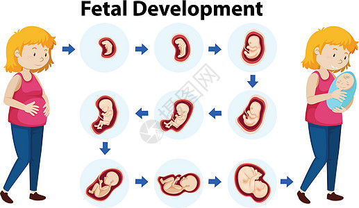 胎儿发育的载体图片