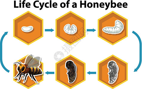 蜜蜂的生命周期艺术生活女王蜂蜂卵绘画幼虫孵化昆虫蜂蜜教育背景图片