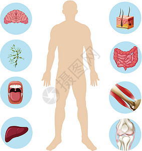 人体器官解剖学的身体的一部分图片
