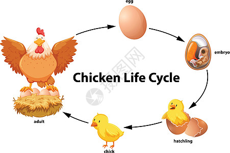 鸡生命周期图图片