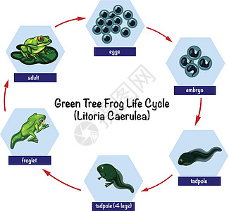 绿树蛙生命周期蝌蚪老师教育环境生活孩子绘画科学艺术插图设计图片