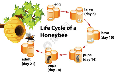 蜜蜂的生命周期绘画幼虫夹子剪贴蜂蜜动物蜂窝科学成人黄色图片