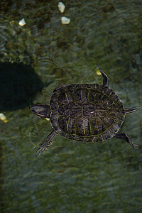 孤独的海龟在湖中游泳水面池塘爬虫公园生物乌龟爬行动物栖息地野生动物图片