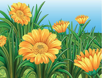 黄色花的领域在春天图片