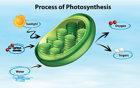 显示光合作用过程的图表夹子海报生活意义插图生长艺术阳光细胞生物图片