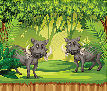 丛林中的两只野猪图片