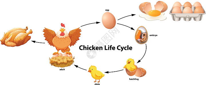 鸡生命周期科学高清图片