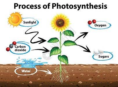 显示向日葵和光合作用过程的图表图片
