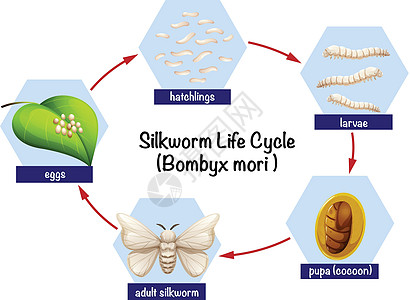 科普蚕生命周期图片