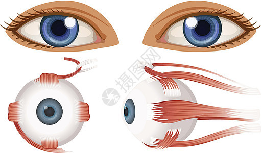 眼球的人体解剖学图片
