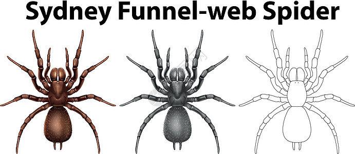 悉尼漏斗网蜘蛛的涂鸦字符图片