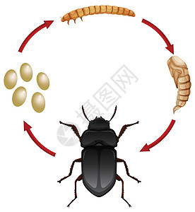 一顿饭的生命周期昆虫高清图片素材
