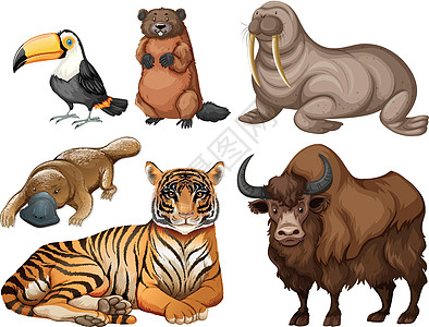 不同种类的野生动物团体小路艺术生物绘画插图夹子海狮情调老虎图片