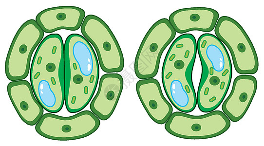 显示植物细胞的图表光合作用生物学运输科学意义绘画生活艺术卡通片夹子图片