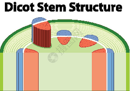 显示双子叶植物茎结构的图表夹子生物学插图艺术生物学习科学卡通片教育绘画背景图片