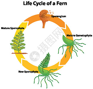 显示 fer 生命周期的图表园艺海报环境科学生物卡通片生活艺术植物绘画背景图片