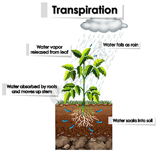 图表显示计划中的蒸腾叶子科学运输树叶艺术品液体生活插图光合作用绘画图片