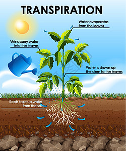 图表显示蒸腾与计划环境作用绘画花园意义插图卡通片园艺艺术教育图片