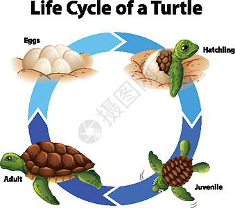 图表显示海龟的生命周期生物教育卫生插图病理生物学学习保健微生物学运输图片