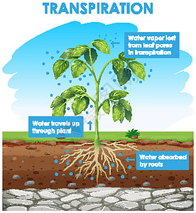 图表显示计划中的蒸腾运输蒸腾光合作用植物绘画夹子插图作用教育学习图片