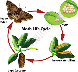 飞蛾生命周期图高清图片