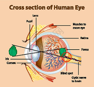 显示人眼横截面的图表科学生物孩子女士角膜绘画男人男性女性卡通片图片