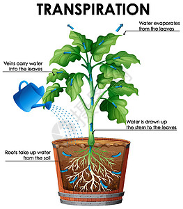 植物和水的蒸腾图图片