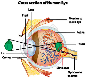 显示人眼横截面的图表孩子学习教育青年插图女性男人绘画男性卡通片图片