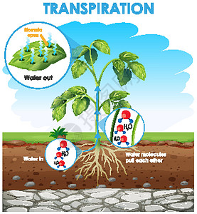 图表显示计划中的蒸腾绘画光合作用环境生活科学作用蒸腾艺术艺术品教育图片