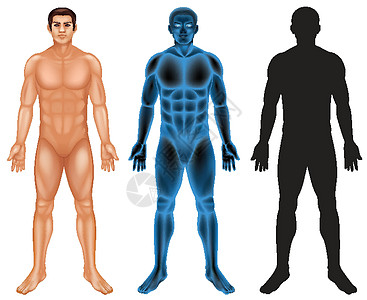 白色背景上的人体解剖学女孩阴影生物学卫生保健艺术生物插图生活图片