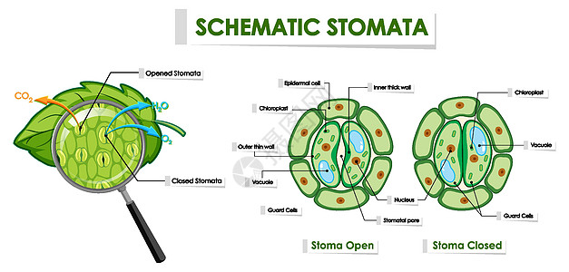 显示气孔示意图的示意图卡通片夹子环境科学图表学习植物学白色植物作用图片