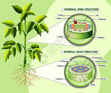 显示内部茎结构的图表教育生物植物环境夹子插图生活意义卡通片学习图片