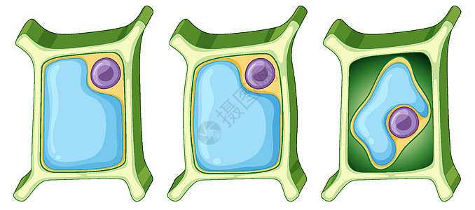 不同阶段的植物细胞图片
