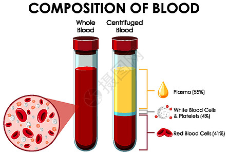 显示血液成分的图表教育生活细胞学习艺术插图生物白血卡通片科学图片
