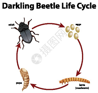 显示黑甲虫生命周期的图表教育科学插图昆虫海报环境动物群生活学习漏洞背景图片