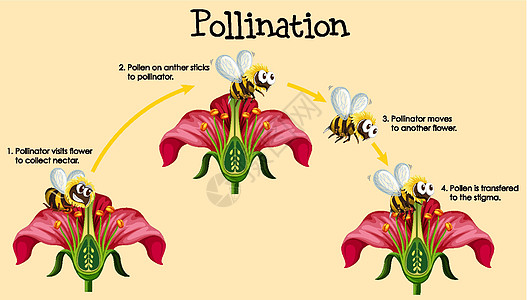 显示蜜蜂和花朵授粉的图表动物群风景科学生物学园艺昆虫植物场景生活学习图片