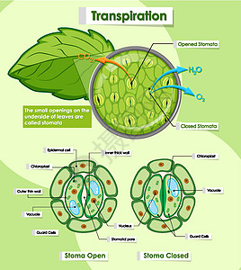 显示植物蒸腾作用的图表生物学意义绘画光合作用环境卡通片生物学习插图树叶图片