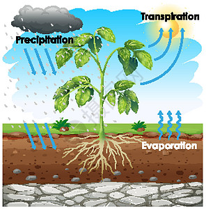 显示植物蒸腾作用的图表绘画场景液体风景环境阳光科学插图艺术沉淀图片