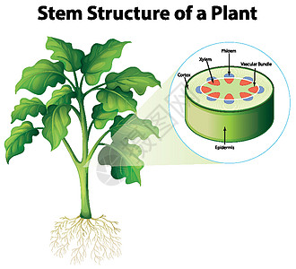 显示计划的主干结构的图表生物科学绘画学习环境艺术海报教育细胞意义图片