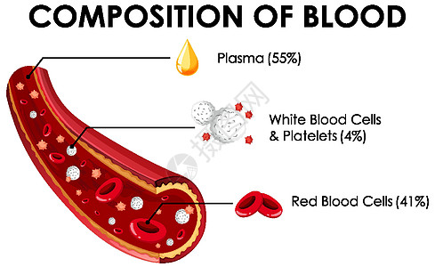 显示血液成分的图表手指夹子作品男性生物学药品绘画女性插图学习图片