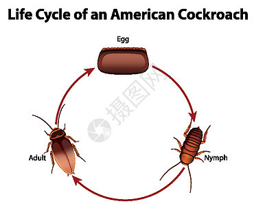 显示蟑螂生命周期的图表动物群昆虫若虫学习动物意义自行车插图运输卡通片图片